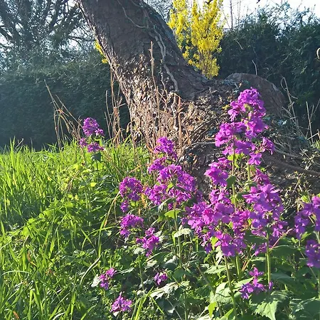 Hotel-pension Seeadler בית הארחה