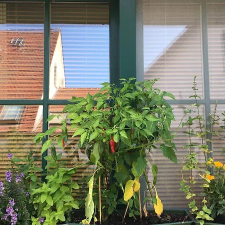 Hotel-pension Seeadler בית הארחה 3*